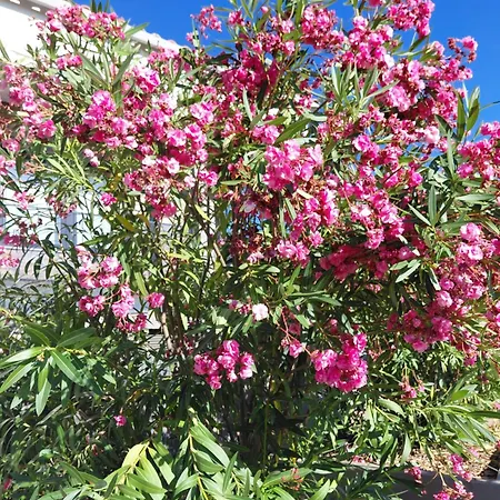 Quinta Da Agua Guest house 3*